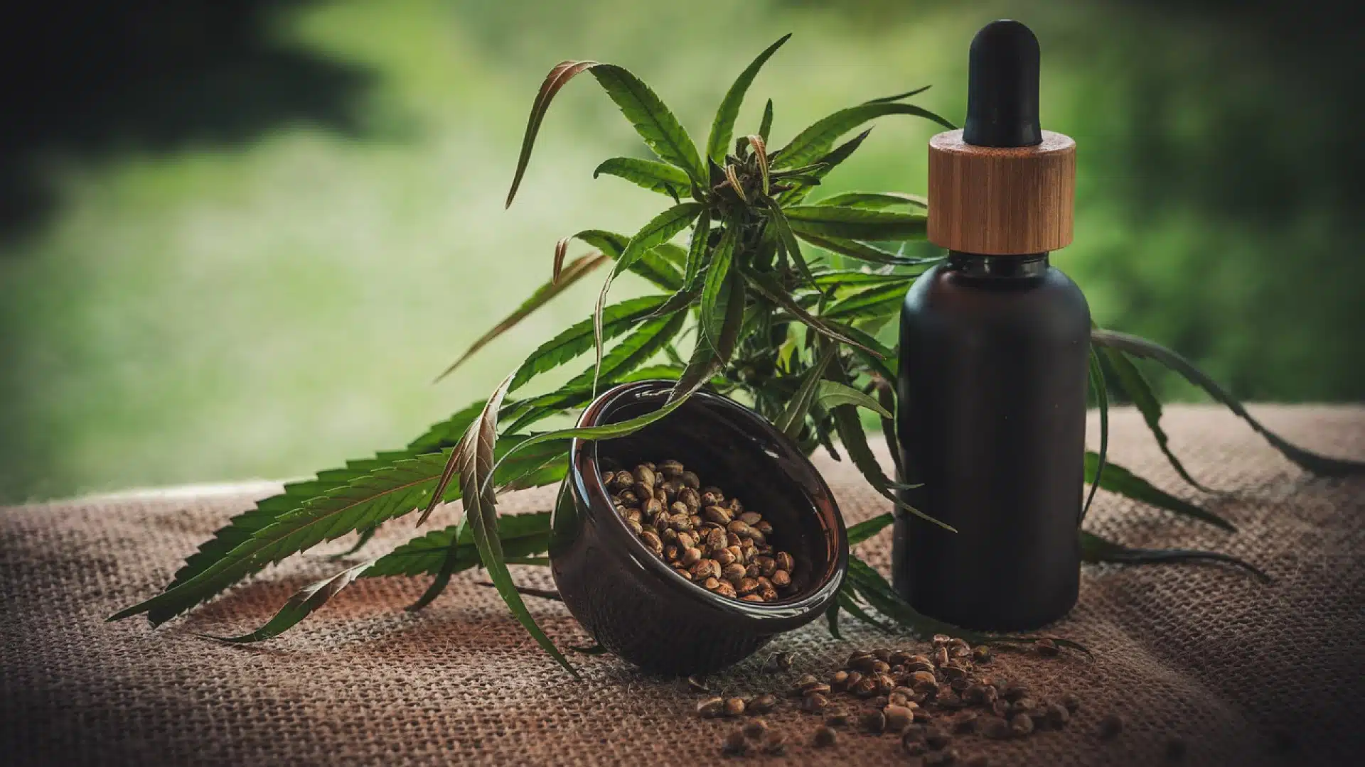 Découvrez les effets thérapeutiques de l'huile de CBD